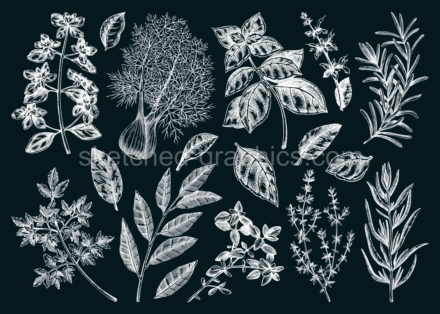 Italian cuisine herb and spice sketches set. Basil, mint, rosemary, parsley, sage, bay leaf, fennel chalk drawing. Kitchen spices hand-drawn vector illustration. NOT AI generated Illustration